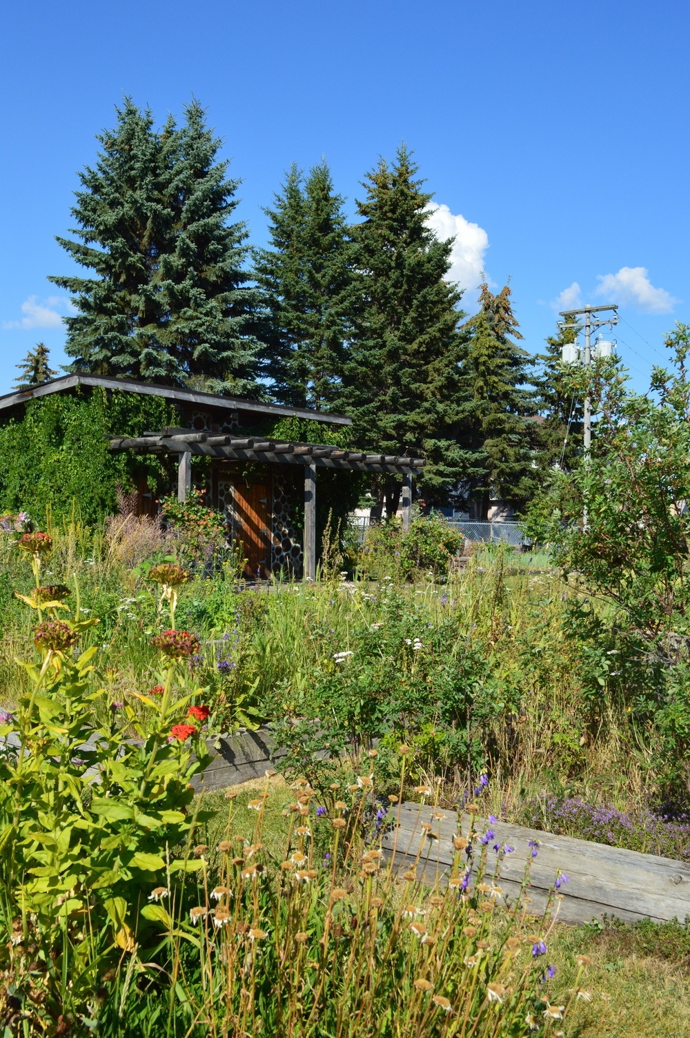 Garden and shed at the Community Garden